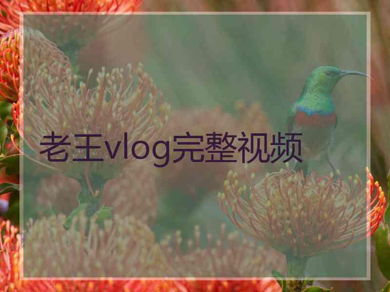 老王vlog完整视频